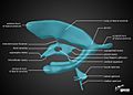 Brain-ventricle-anatomy-diagram