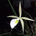 Brassavola flagellaris Orchi 04