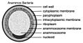 Brocadia anammoxidans