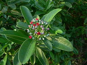 Canella winterana Guadeloupe.JPG