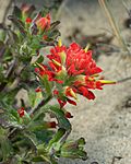 Castilleja affinis.jpg