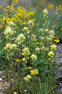 Castilleja coccinea yellow