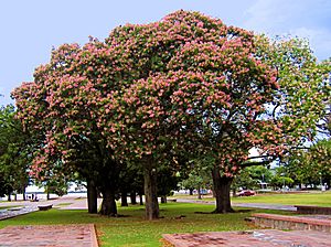 Ceiba speciosa 1