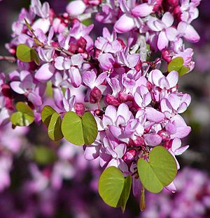 Cercis occidentalis branch.jpg