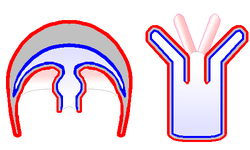 Cnidaria medusa n polyp