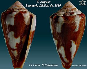 Conus exiguus 2.jpg