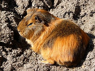 Dösendes Hausmeerschweinchen