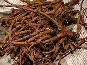 Dandelion root