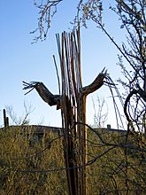 Dead saguaro1