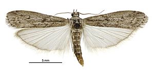 Ephestia kuehniella male.jpg