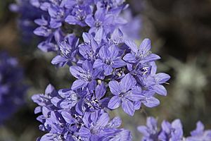 Eriastrum densifolium sanctorum