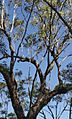 Eucalyptus-dura-gum-top