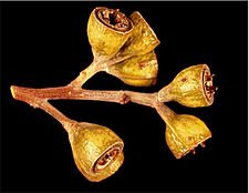 Eucalyptus griffithsii fruit