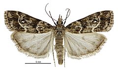 Eudonia legnota female.jpg