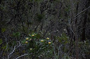 Flora in Cambewarra