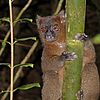 Prolemur simus