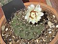 Gymnocalycium quehlianum 2