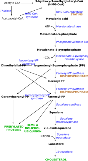 HMG-CoA reductase pathway