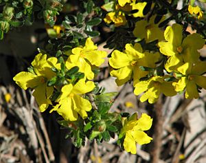 Hibbertia sericea