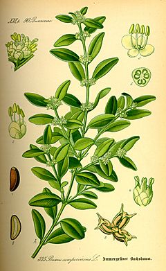 Illustration Buxus sempervirens0.jpg