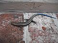 Juvenile blue tailed skink