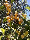 Loquat-0.jpg