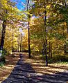 MSU forest trail