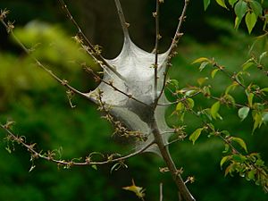 Malacosoma americanum web