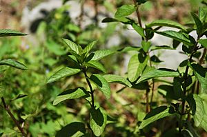 Mentha piperita - Pfefferminze.jpg