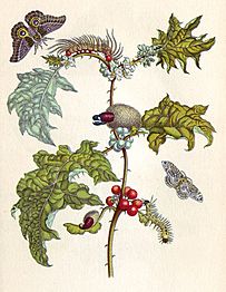 Merian Metamorphosis VI