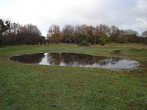 Mile Cross Marsh