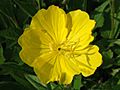 Oenothera macrocarpa a1