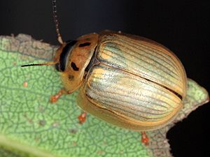 Paropsisterna bimaculata Exton Tas-001