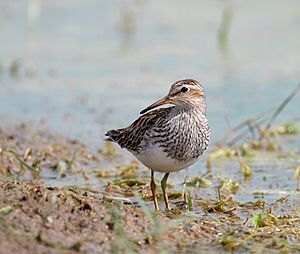 Pectoral-Sandpiper017