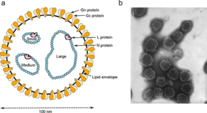 Peribunyavirus virion structure