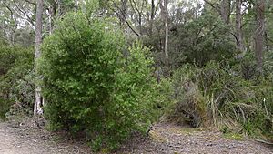 Persoonia muelleri (6691540715).jpg