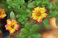 Portulaca flowers 10