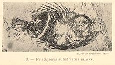 Pristigenys substriata Eastman 1905