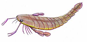 Pterygotus anglicus reconstruction