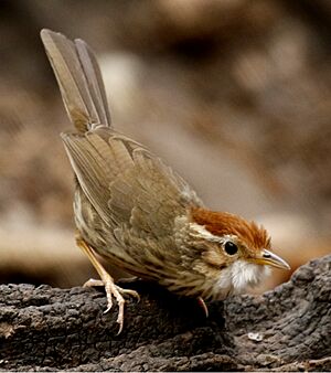 Puff-throatedBabbler (Pellorneum ruficeps)