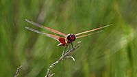 Red winged drgonfly cheek (15936653477)