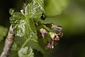 Ribes nidigrolaria inflorescence