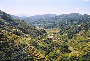 Rice Terraces Banaue