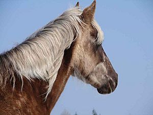 Rock-mountain-horse-head