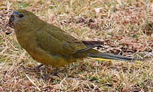 A greenish parrot sitting on grass