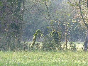 Rosie Curston's Meadow, Mattishall.jpg