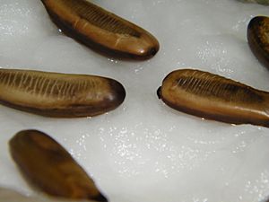 Royal Poinciana Tree Seeds