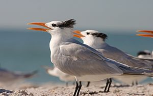 Royal Tern