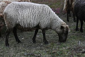 Shetland ewe