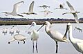 Spoonbill from the Crossley ID Guide Britain and Ireland